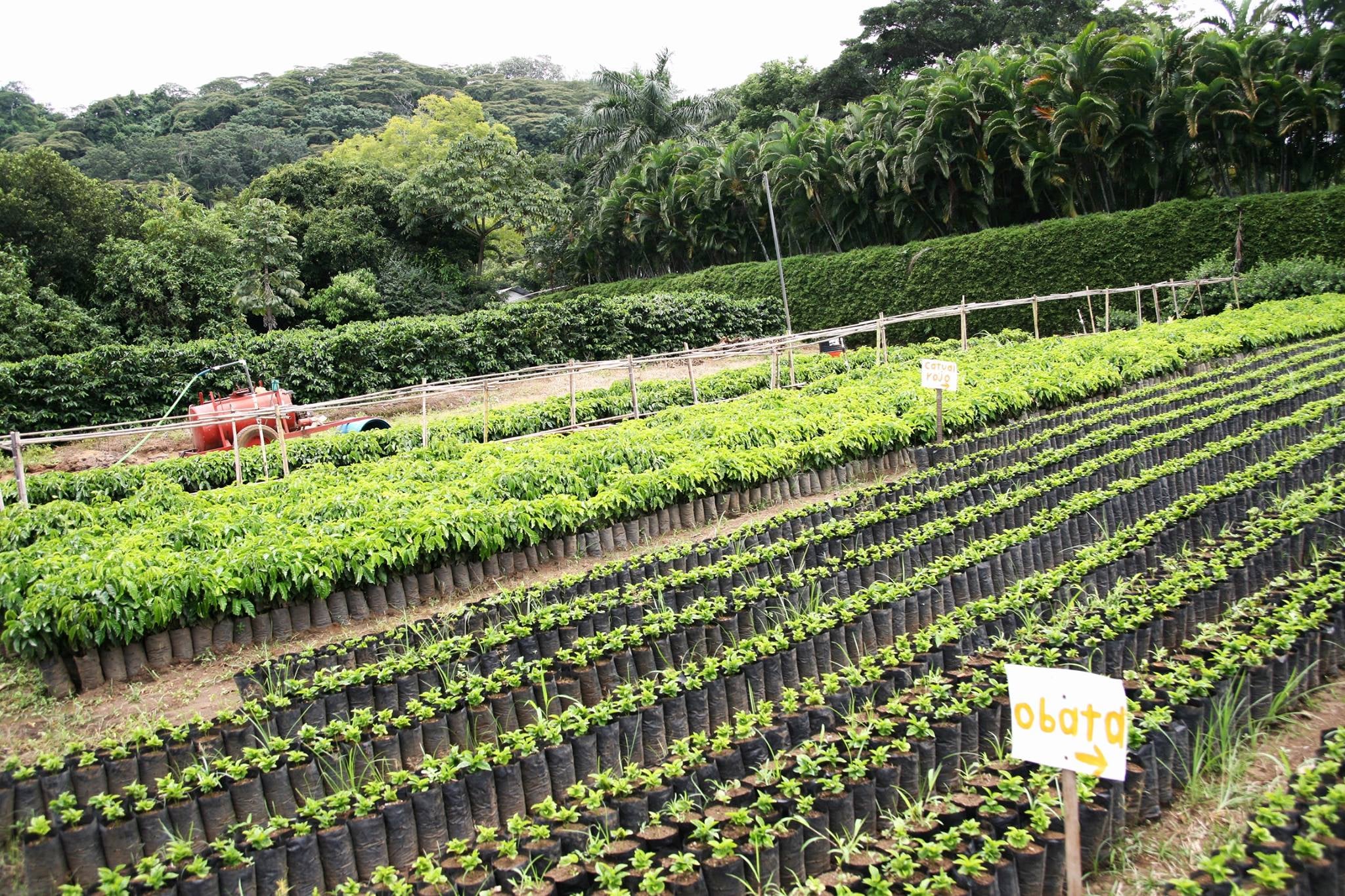 Hacienda Sonora farm